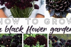 Dark Bloom Magic: A Black Flower Garden Guide The Ultimate Gardening Guide: Grow a Thriving Garden Year-Round Dark Bloom Magic: A Black Flower Garden Guide | The Ultimate Gardening Guide: Grow a Thriving Garden Year-Round
