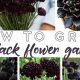 Dark Bloom Magic: A Black Flower Garden Guide | The Ultimate Gardening Guide: Grow a Thriving Garden Year-Round