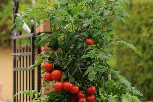 Patio Garden Tomatoes | The Ultimate Gardening Guide: Grow a Thriving Garden Year-Round