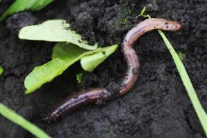 Boost Garden Health: Earthworms for Amazing Gardens | The Ultimate Gardening Guide: Grow a Thriving Garden Year-Round
