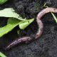 Boost Garden Health: Earthworms for Amazing Gardens | The Ultimate Gardening Guide: Grow a Thriving Garden Year-Round
