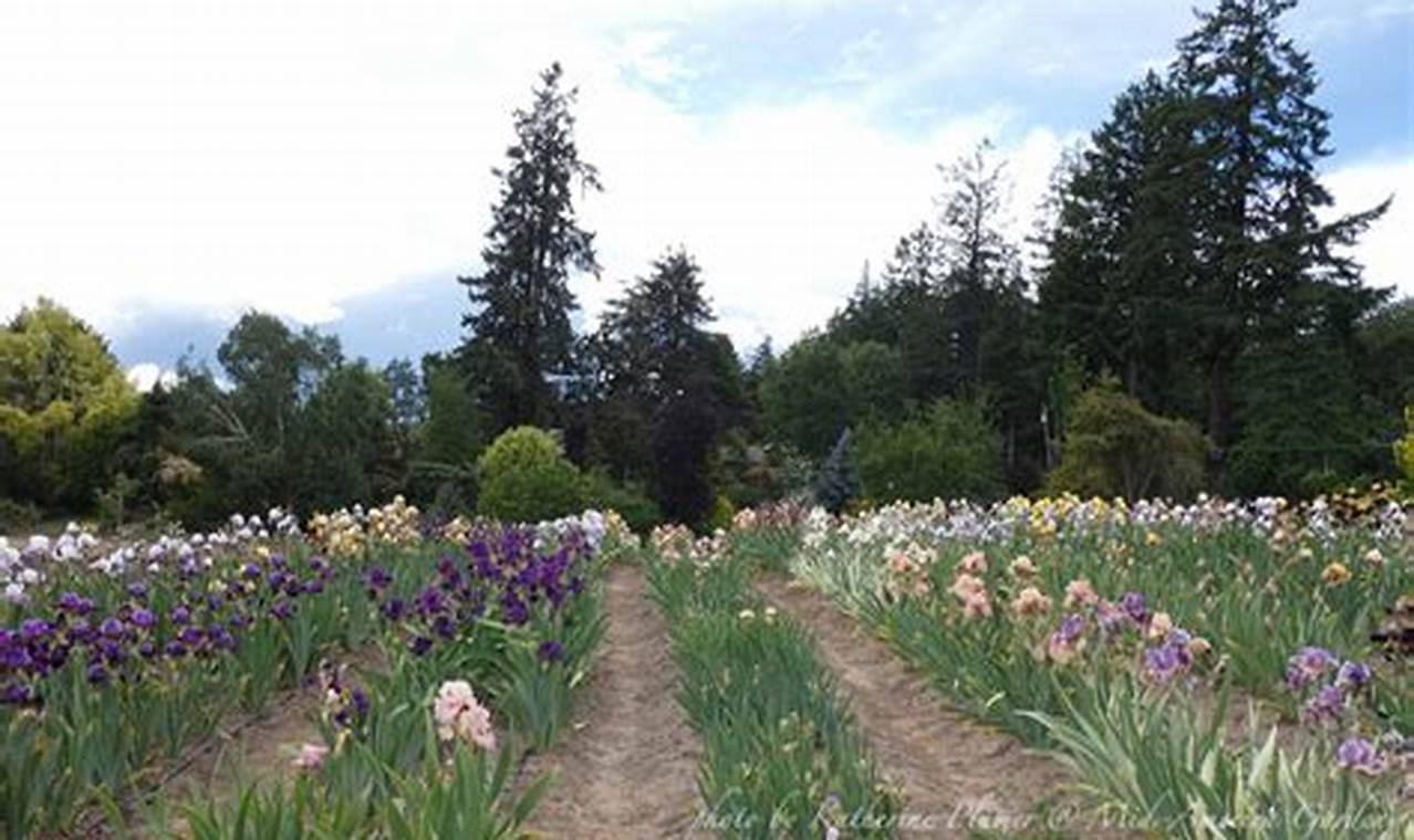 Discover: Mid America Iris Garden Wonders + Tips! | The Ultimate Gardening Guide: Grow a Thriving Garden Year-Round