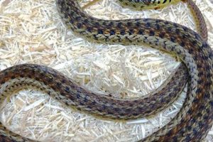 Spotting Garden Snake Florida Locals: ID & Care Tips | The Ultimate Gardening Guide: Grow a Thriving Garden Year-Round
