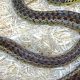 Spotting Garden Snake Florida Locals: ID & Care Tips | The Ultimate Gardening Guide: Grow a Thriving Garden Year-Round