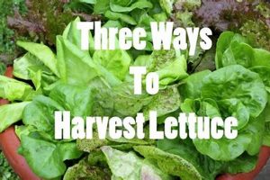 Garden-Fresh: How Do You Pick Lettuce From A Garden? +Tips | The Ultimate Gardening Guide: Grow a Thriving Garden Year-Round