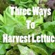 Garden-Fresh: How Do You Pick Lettuce From A Garden? +Tips | The Ultimate Gardening Guide: Grow a Thriving Garden Year-Round