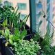 Grow Your Own: Balcony Herb Garden Basics | The Ultimate Gardening Guide: Grow a Thriving Garden Year-Round