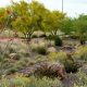 Scottsdale Xeriscape Garden: A Desert Oasis Design | The Ultimate Gardening Guide: Grow a Thriving Garden Year-Round