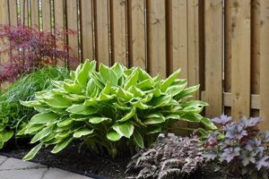 Zone 5 Shade Garden Plants: A Gardener's Delight! | The Ultimate Gardening Guide: Grow a Thriving Garden Year-Round