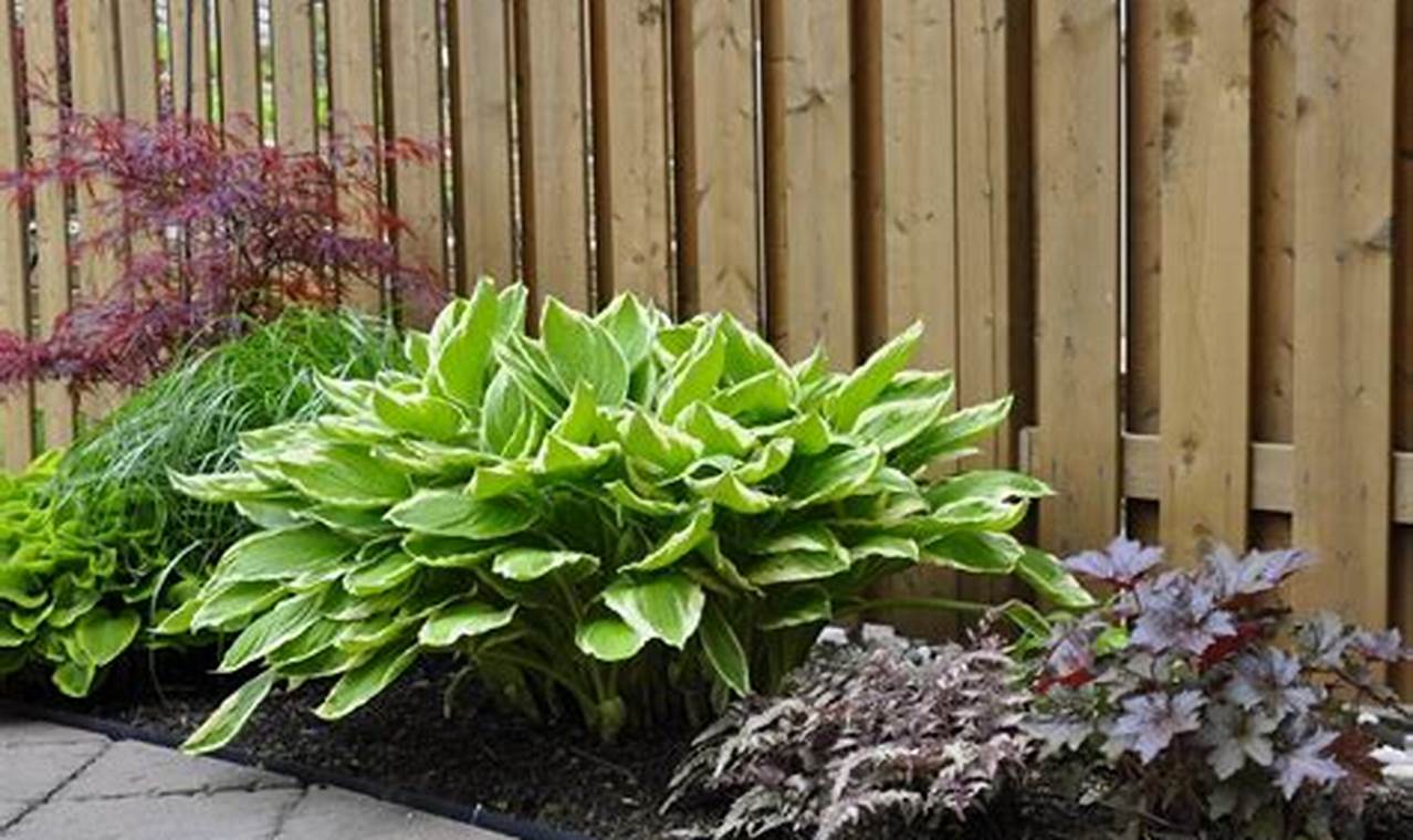 Zone 5 Shade Garden Plants: A Gardener's Delight! | The Ultimate Gardening Guide: Grow a Thriving Garden Year-Round