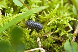 Roly Poly Bugs in Garden: Friend or Foe? Tips &amp; Info | The Ultimate Gardening Guide: Grow a Thriving Garden Year-Round