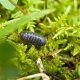 Roly Poly Bugs in Garden: Friend or Foe? Tips &amp; Info | The Ultimate Gardening Guide: Grow a Thriving Garden Year-Round