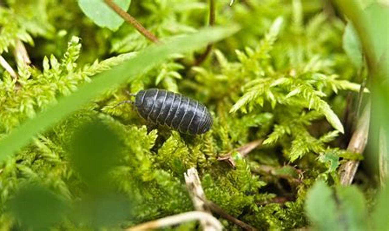 Roly Poly Bugs in Garden: Friend or Foe? Tips &amp; Info | The Ultimate Gardening Guide: Grow a Thriving Garden Year-Round