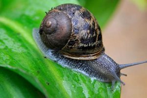Do Snails Ruin Gardens? Are Snails Bad For Your Garden? Tips! The Ultimate Gardening Guide: Grow a Thriving Garden Year-Round Do Snails Ruin Gardens? Are Snails Bad For Your Garden? Tips! | The Ultimate Gardening Guide: Grow a Thriving Garden Year-Round