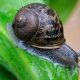 Do Snails Ruin Gardens? Are Snails Bad For Your Garden? Tips! | The Ultimate Gardening Guide: Grow a Thriving Garden Year-Round