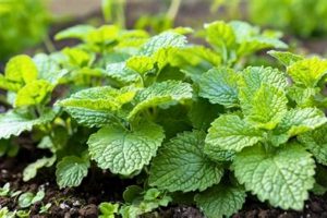 Protecting Lemon Balm: Garden Insect Pests & Friends The Ultimate Gardening Guide: Grow a Thriving Garden Year-Round Protecting Lemon Balm: Garden Insect Pests & Friends | The Ultimate Gardening Guide: Grow a Thriving Garden Year-Round