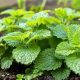Protecting Lemon Balm: Garden Insect Pests &amp; Friends | The Ultimate Gardening Guide: Grow a Thriving Garden Year-Round