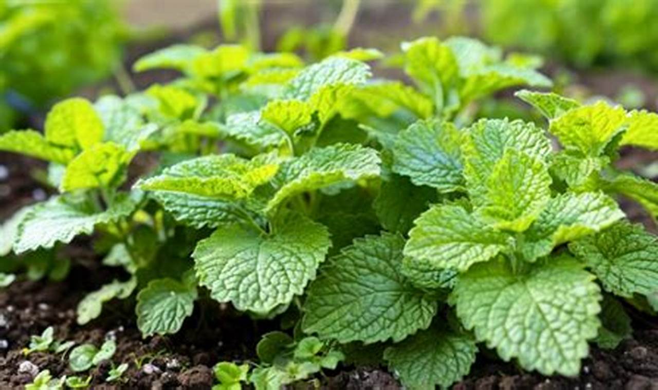 Protecting Lemon Balm: Garden Insect Pests & Friends The Ultimate Gardening Guide: Grow a Thriving Garden Year-Round Protecting Lemon Balm: Garden Insect Pests & Friends | The Ultimate Gardening Guide: Grow a Thriving Garden Year-Round