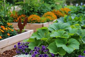 Grow Better: Best Flowers for Vegetable Garden Bliss | The Ultimate Gardening Guide: Grow a Thriving Garden Year-Round