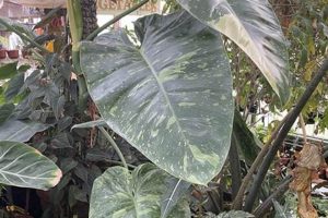 Create Your Dream Thomas Garden: Design & Tips | The Ultimate Gardening Guide: Grow a Thriving Garden Year-Round