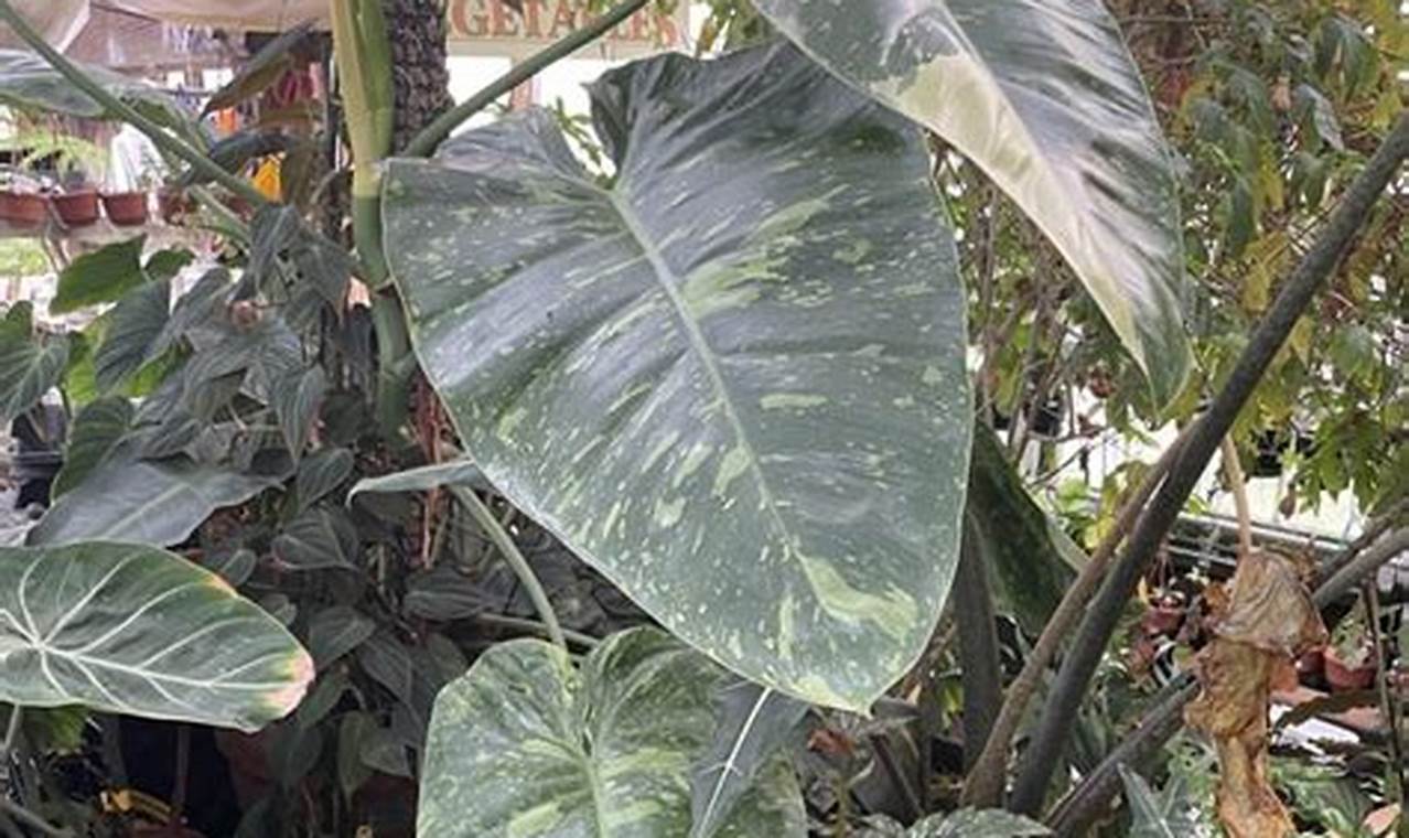 Create Your Dream Thomas Garden: Design & Tips | The Ultimate Gardening Guide: Grow a Thriving Garden Year-Round