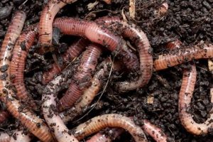 Find Garden Worms Near Me: Soil Boosters Now! | The Ultimate Gardening Guide: Grow a Thriving Garden Year-Round