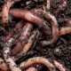 Find Garden Worms Near Me: Soil Boosters Now! | The Ultimate Gardening Guide: Grow a Thriving Garden Year-Round