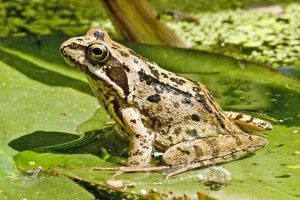 Backyard Garden Frog: Benefits & How to Attract | The Ultimate Gardening Guide: Grow a Thriving Garden Year-Round