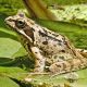 Backyard Garden Frog: Benefits & How to Attract | The Ultimate Gardening Guide: Grow a Thriving Garden Year-Round