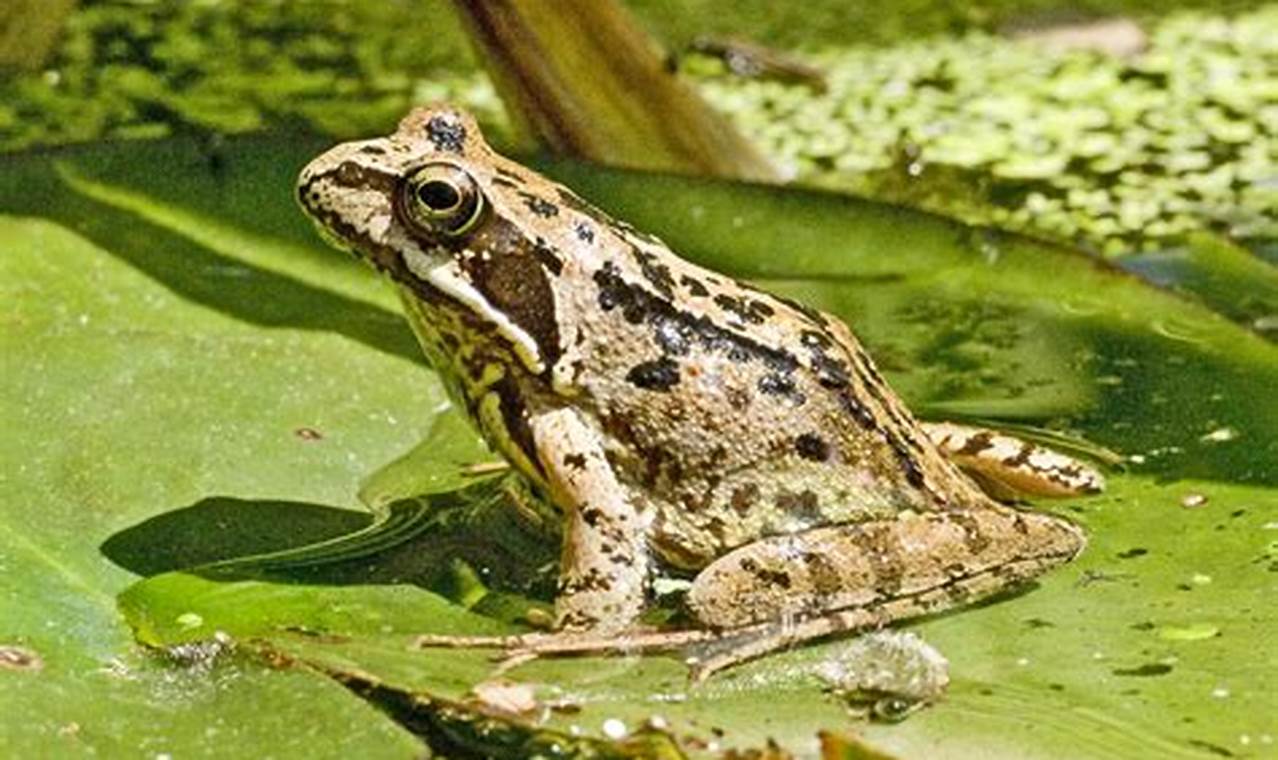 Backyard Garden Frog: Benefits & How to Attract | The Ultimate Gardening Guide: Grow a Thriving Garden Year-Round