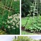 Boost Yield: Garden Vegetable Trellis Ideas for Thriving Gardens | The Ultimate Gardening Guide: Grow a Thriving Garden Year-Round