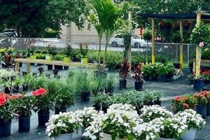 Your Ocala, FL Garden Nursery: Plants & More The Ultimate Gardening Guide: Grow a Thriving Garden Year-Round Your Ocala, FL Garden Nursery: Plants & More | The Ultimate Gardening Guide: Grow a Thriving Garden Year-Round