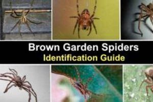 Identifying Garden Spider Brown: A Gardener's Guide! | The Ultimate Gardening Guide: Grow a Thriving Garden Year-Round
