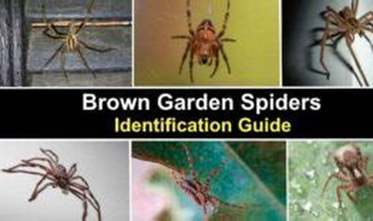 Identifying Garden Spider Brown: A Gardener's Guide! The Ultimate Gardening Guide: Grow a Thriving Garden Year-Round Identifying Garden Spider Brown: A Gardener's Guide! | The Ultimate Gardening Guide: Grow a Thriving Garden Year-Round