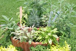 Easy Container Herb Garden: Grow Your Own! The Ultimate Gardening Guide: Grow a Thriving Garden Year-Round Easy Container Herb Garden: Grow Your Own! | The Ultimate Gardening Guide: Grow a Thriving Garden Year-Round