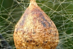 Yellow Garden Spider Egg Sac The Ultimate Gardening Guide: Grow a Thriving Garden Year-Round Yellow Garden Spider Egg Sac | The Ultimate Gardening Guide: Grow a Thriving Garden Year-Round