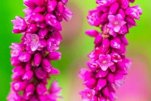 Garden Romance: Kiss Me Over the Garden Gate Charm | The Ultimate Gardening Guide: Grow a Thriving Garden Year-Round