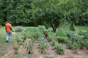 Grow Your Best: In Ground Garden Guide Tips & More | The Ultimate Gardening Guide: Grow a Thriving Garden Year-Round