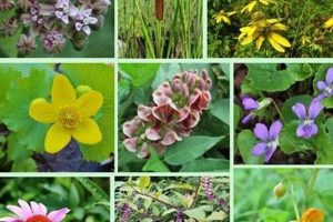 Grow Your Own: Native Medicine Garden Secrets | The Ultimate Gardening Guide: Grow a Thriving Garden Year-Round