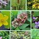 Grow Your Own: Native Medicine Garden Secrets | The Ultimate Gardening Guide: Grow a Thriving Garden Year-Round