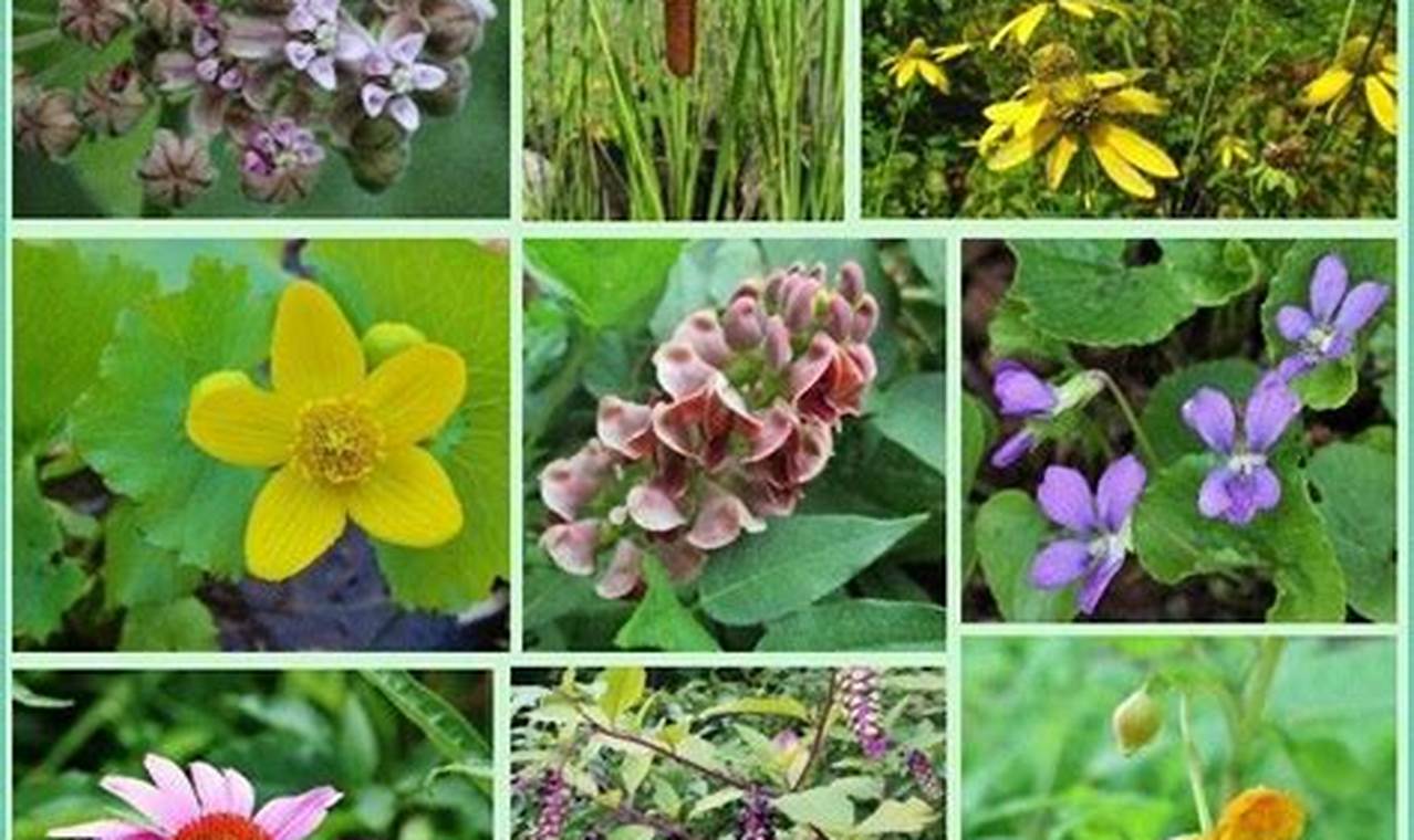 Grow Your Own: Native Medicine Garden Secrets | The Ultimate Gardening Guide: Grow a Thriving Garden Year-Round