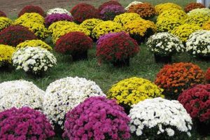 Buy Garden Mums for Sale Now! Fall Colors The Ultimate Gardening Guide: Grow a Thriving Garden Year-Round Buy Garden Mums for Sale Now! Fall Colors | The Ultimate Gardening Guide: Grow a Thriving Garden Year-Round