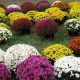 Buy Garden Mums for Sale Now! Fall Colors | The Ultimate Gardening Guide: Grow a Thriving Garden Year-Round