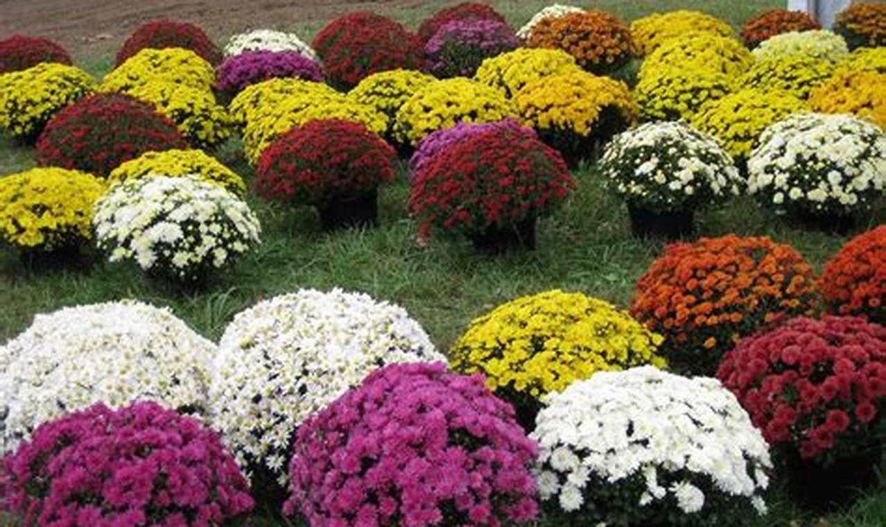 Buy Garden Mums for Sale Now! Fall Colors | The Ultimate Gardening Guide: Grow a Thriving Garden Year-Round