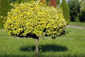 Design Ideas: Small Garden with Trees Oasis Tips | The Ultimate Gardening Guide: Grow a Thriving Garden Year-Round