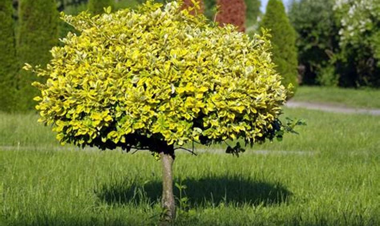 Design Ideas: Small Garden with Trees Oasis Tips The Ultimate Gardening Guide: Grow a Thriving Garden Year-Round Design Ideas: Small Garden with Trees Oasis Tips | The Ultimate Gardening Guide: Grow a Thriving Garden Year-Round