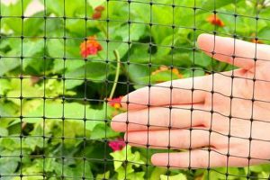 Protect Your Garden: Deer Netting for Garden Solutions | The Ultimate Gardening Guide: Grow a Thriving Garden Year-Round