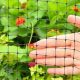 Protect Your Garden: Deer Netting for Garden Solutions | The Ultimate Gardening Guide: Grow a Thriving Garden Year-Round