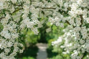 Dreamy Flower Garden White Ideas: Designs & Blooms | The Ultimate Gardening Guide: Grow a Thriving Garden Year-Round