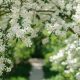 Dreamy Flower Garden White Ideas: Designs & Blooms | The Ultimate Gardening Guide: Grow a Thriving Garden Year-Round